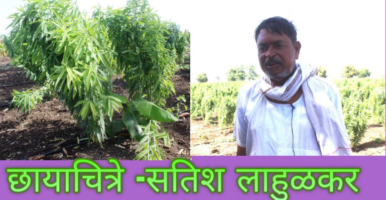शेतकऱ्याची युक्तीः ‘बोरु’ ने राखली ‘केळी’ दगड पारव्यातील वनस्पती सहचर्याचा यशस्वी प्रयोग