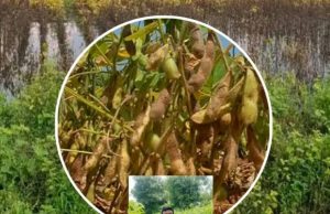 शेतकऱ्याचा भावनिक प्रश्न दहा वर्षांपूर्वी सोयाबीनला जो भाव होता… तोच भाव आजही आहे!