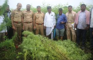 देगलूर पोलिसांचा ‘ऑपरेशन गांजा’ : मुसळधार पावसात धाड, 2.80 लाखांचा मुद्देमाल जप्त